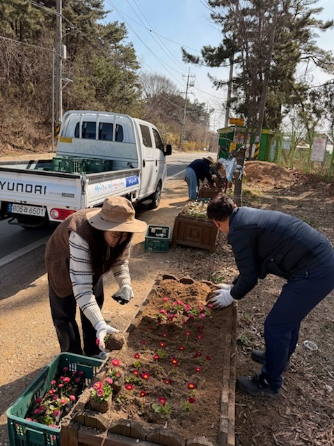 대부동, 따뜻한 봄 맞아 봄꽃 식재.jpg