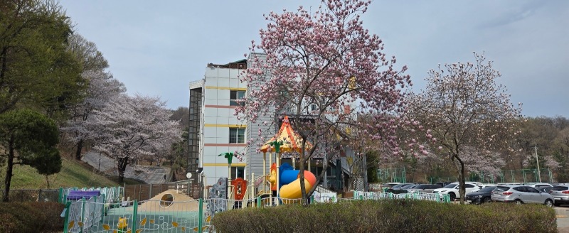 안산시청사 뒤편 어린이집의 목련과 벚꽃.jpg