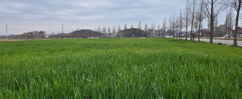 1대부바다향기테마파크 밀밭이 관광객을 부른다.jpg