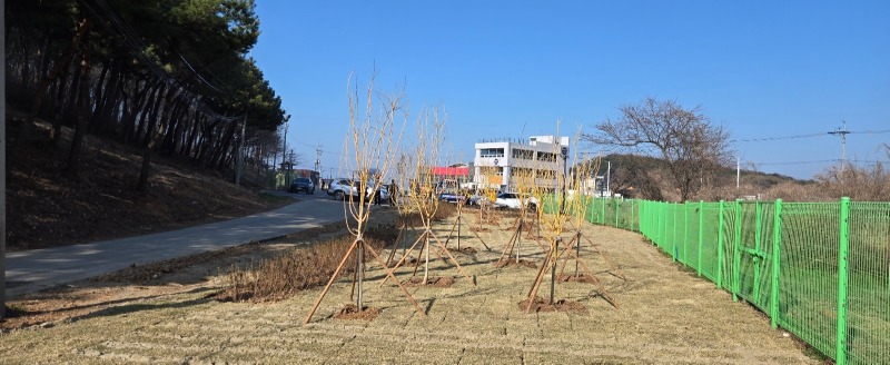 구봉도의 나무.jpg