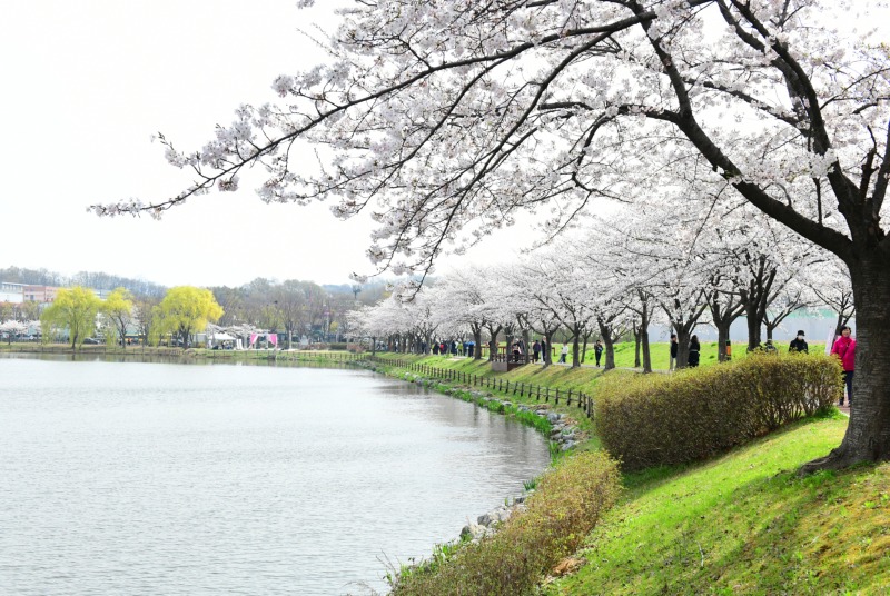 화랑유원지 수놓은 봄날의 향연2.jpg