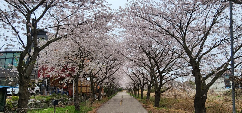 포토-말부흥 벚꽃.jpg