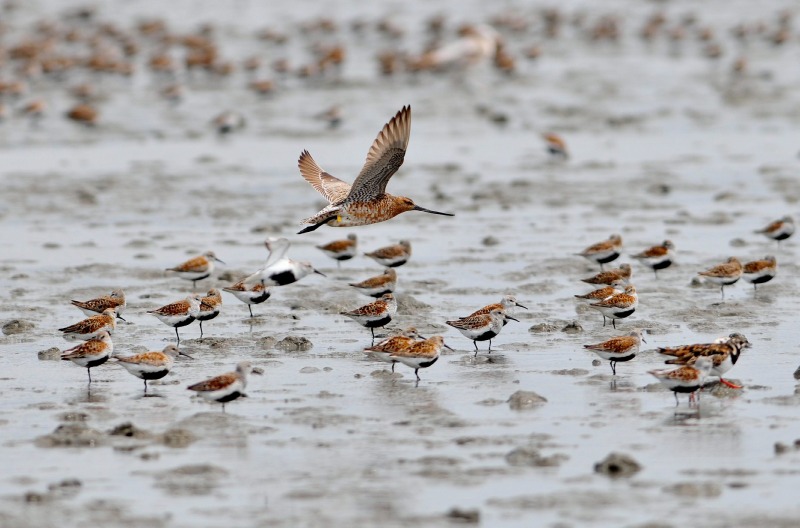 대남초등학교 앞 흑꼬리도요 20080512월09시.jpg