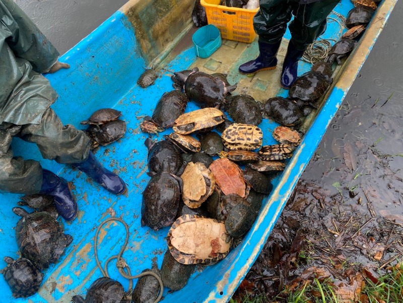 안산시, 화랑유원지 생태계 보호 위해 붉은귀거북 70여 마리 포획.jpg