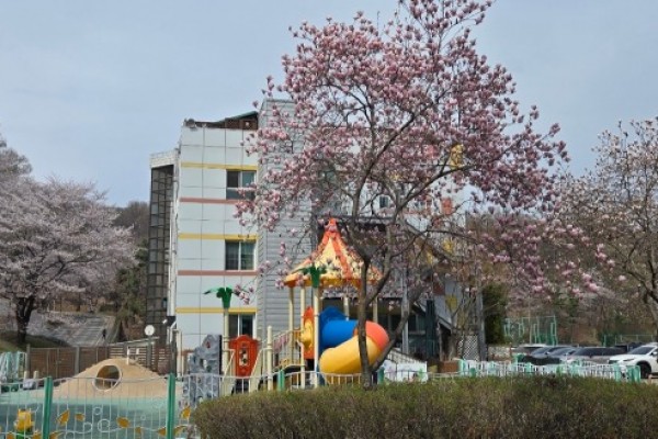 안산시청사 뒤편 어린이집의 목련과 벚꽃.jpg