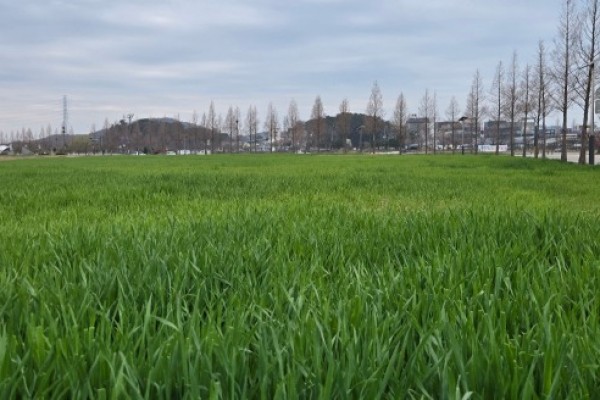 1대부바다향기테마파크 밀밭이 관광객을 부른다.jpg