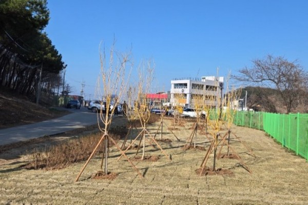 구봉도의 나무.jpg