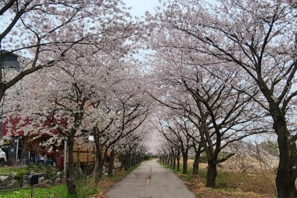 포토-말부흥 벚꽃.jpg