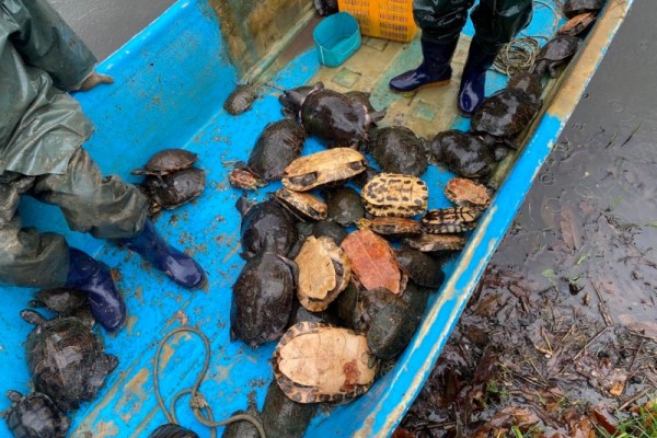 안산시, 화랑유원지 생태계 보호 위해 붉은귀거북 70여 마리 포획.jpg