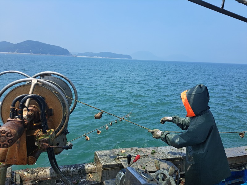 옹진군, 주꾸미 산란 및 서식장 조성).jpg