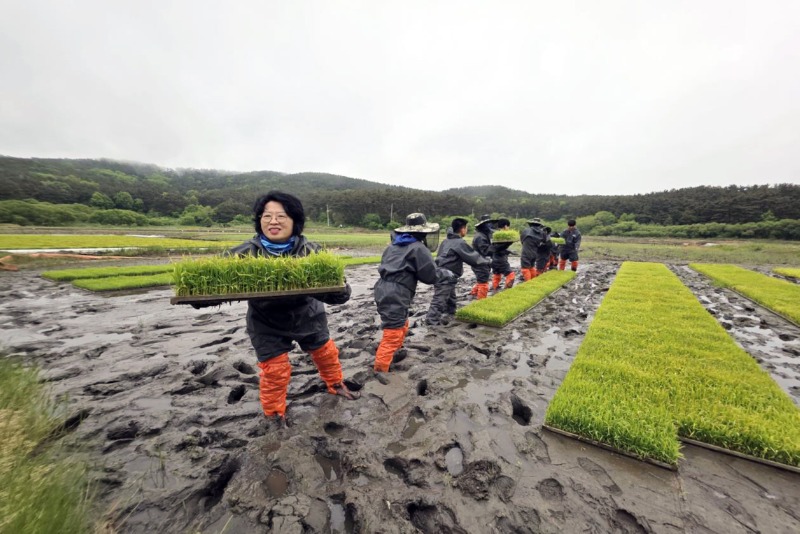 자월면, 승봉리 농촌 일손 돕기)-1.jpg