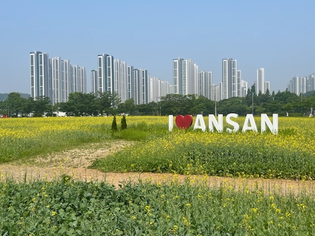 안산시,“단원구청 유채꽃밭에서 힐링하세요”도심 속 힐링 공간.jpg