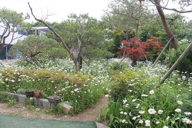 아스타데이지 꽃밭.JPG