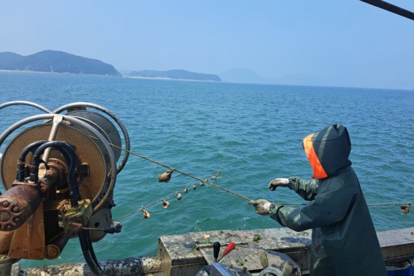 옹진군, 주꾸미 산란 및 서식장 조성).jpg