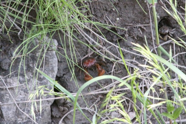 안산시, 멸종위기종 2급 붉은발말똥게 서식지 최초 확인.JPG