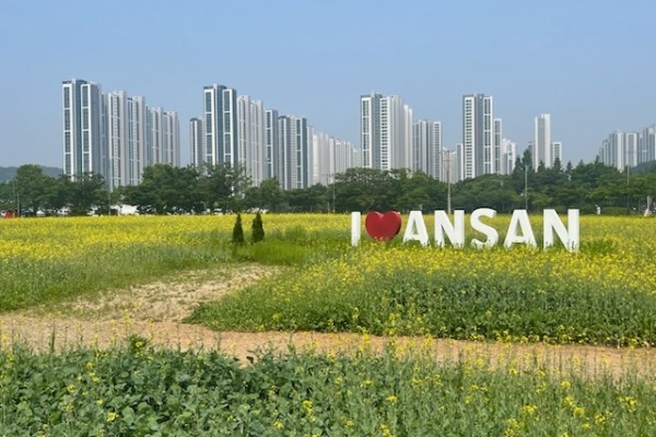 안산시,“단원구청 유채꽃밭에서 힐링하세요”도심 속 힐링 공간.jpg