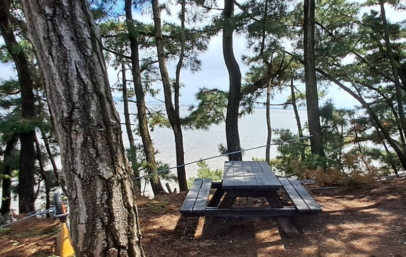 8회 원고 첨부 서강훈 총각 선생님과 정담을 나누던 바닷가 탁자와 소나무 숲.jpg