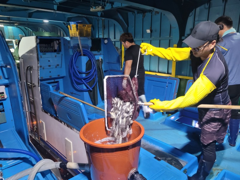 조피볼락 종자 방류 백령,대청권역).jpg