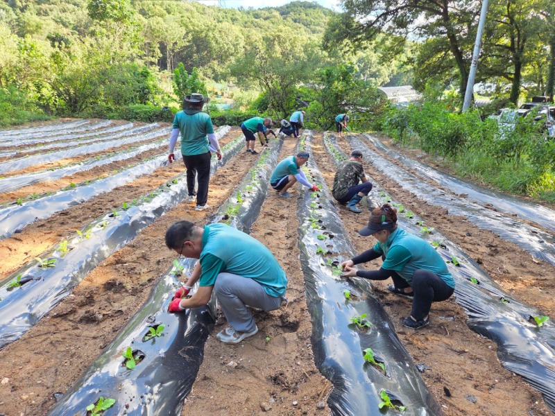 부곡동 새마을회, 연말 김장 나눔 위한 무·배추 파종.jpg