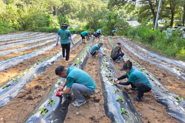 부곡동 새마을회, 연말 김장 나눔 위한 무·배추 파종.jpg