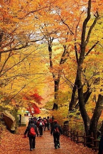 속리산 법주사 단풍.jpg