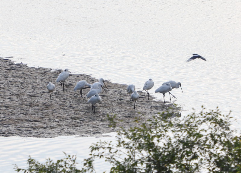 안산갈대습지에 멸종위기종 저어새.jpg