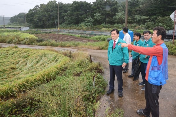 옹진군 보도자료(벼 도복 피해.jpg
