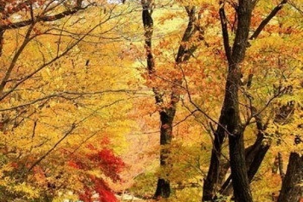 속리산 법주사 단풍.jpg