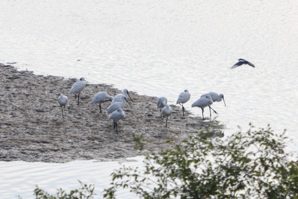 안산갈대습지에 멸종위기종 저어새.jpg