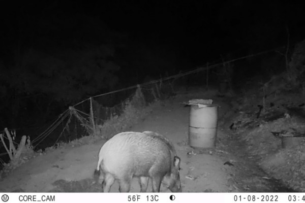 옹진군, 멧돼지 포획을 위한 피해방지단 파견).jpeg